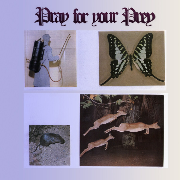 GIOVANNI DI DOMENICO - Giovanni Di Domenico, Gonçalo Almeida, Balázs Pándi, Γιώτης Δαμιανίδης : Pray For Your Prey cover 