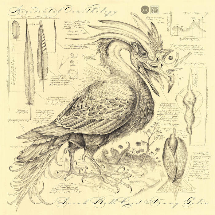 SARAH BELLE REID - Sarah Belle Reid + Vinny Golia : Accidental Ornithology cover 